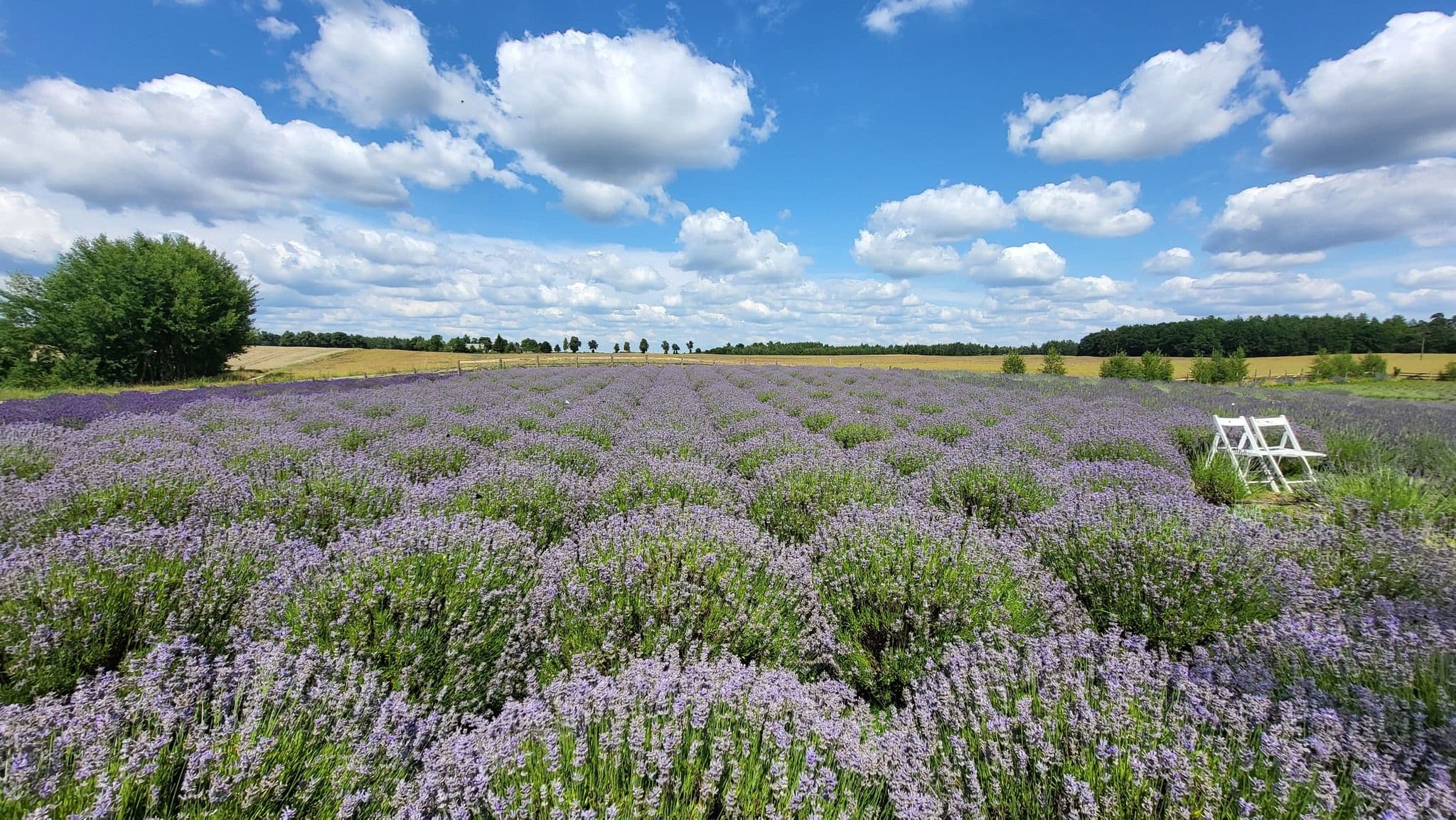 Przyjedź do Radziejewa